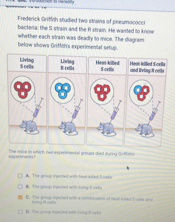 Qui2. introduction to Heredity
Frederick Griffith studied two strains of pneumococci
bacteria: the S strain and the R strain. He wanted to know
whether each strain was deadly to mice. The diagram
below shows Griffith's experimental setup.
Living Living Heat-killed Heat-killed S cells
S cells R cells S cells and living R cells
The mice in which two experimental groups died during Griffith's
experiments?
A. The group injected with heat-killed S cells
B. The group injected with living S cells
C. The group injected with a combination of heat-killed S cells and
living R cells
D. The group injected with living R cells