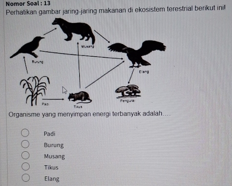 Nomor Soal : 13
Perhatikan gambar jaring-jaring makanan di ekosistem terestrial berikut inil
Organisme yang menyimpan energi terbanyak adalah....
Padi
Burung
Musang
Tikus
Elang