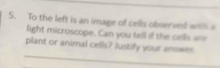 To the left is an image of cells observed wrh 
light microscope. Can you tell if the celli an 
_ 
plant or animal cells? Justify your answrn