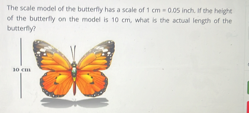 Solved: The scale model of the butterfly has a scale of 1cm=0.05 inch ...