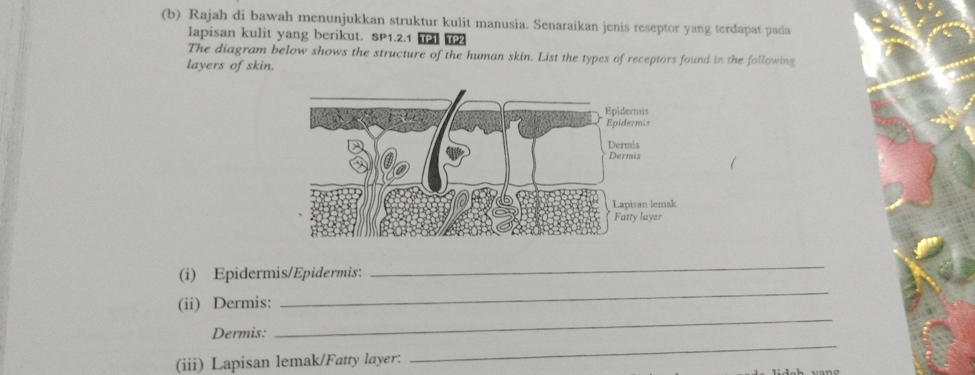 Rajah di bawah menunjukkan struktur kulit manusia. Senaraikan jenis reseptor yang terdapat pada 
lapisan kulit yang berikut. SP1.2.1 TP1 TP2 
The diagram below shows the structure of the human skin. List the types of receptors found in the following 
layers of skin. 
(i) Epidermis/Epidermis: 
_ 
_ 
(ii) Dermis: 
_ 
Dermis: 
(iii) Lapisan lemak/Fatty layer: 
_