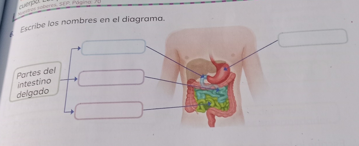 cuerpo. L 
Nuestros saberes, SEP. Página: 70 
6. Escribe los nombres en el diagrama. 
Partes del 
intestino 
delgado