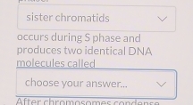 sister chromatids 
occurs during S phase and 
produces two identical DNA 
molecules called 
choose your answer... 
After chromosomes condenss