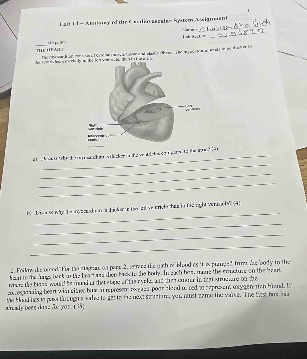 Lab 14 - Anatomy of the Cardiovascular System Assignment 
Name - 
_ 
Lab Section - 
_ 
_/46 points 
THE HEART 
_ 
1. The myocardium consists of cardiac muscle tissue and elastic fibers. The myocardium tends to be thicker in 
the ventricles, especiantricle, than in the atria. 
_ 
a) Discuss why the myocardium is thicker in the ventricles compared to th? (4) 
_ 
_ 
_ 
b) Discuss why the myocardium is thicker in the left ventricle than in the right ventricle? (4) 
_ 
_ 
_ 
2. Follow the blood! For the diagram on page 2, retrace the path of blood as it is pumped from the body to the 
heart to the lungs back to the heart and then back to the body. In each box, name the structure on the heart 
where the blood would be found at that stage of the cycle, and then colour in that structure on the 
corresponding heart with either blue to represent oxygen-poor blood or red to represent oxygen-rich blood. If 
the blood has to pass through a valve to get to the next structure, you must name the valve. The first box has 
already been done for you. (38)