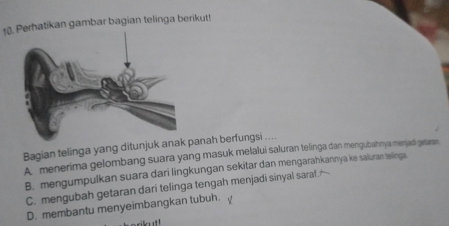 10rhatikan gambar bagian telinga berikut!
Bagian telinga yang ditunjuk anapanah berfungsi ....
A menerima gelombang suara yang masuk melalui saluran telinga dan mengubahnya menjadi getaran
B. mengumpulkan suara dari lingkungan sekitar dan mengarahkannya ke saluran telinga
C. mengubah getaran dari telinga tengah menjadi sinyal saraf.
D. membantu menyeimbangkan tubuh.
ikut !