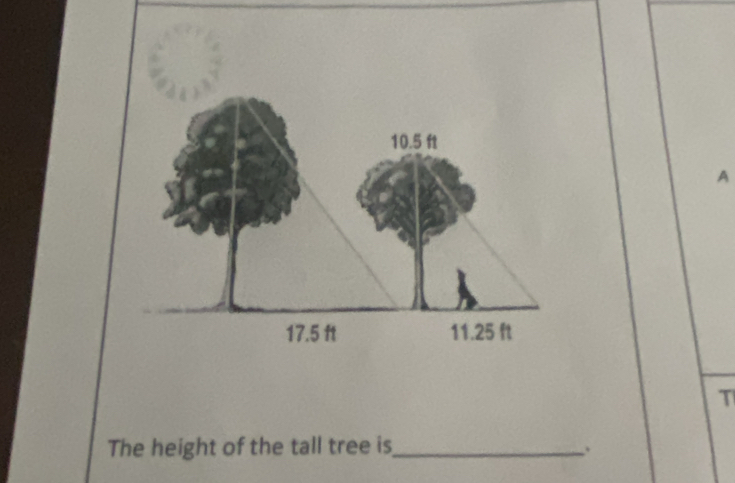 A
T 
The height of the tall tree is_