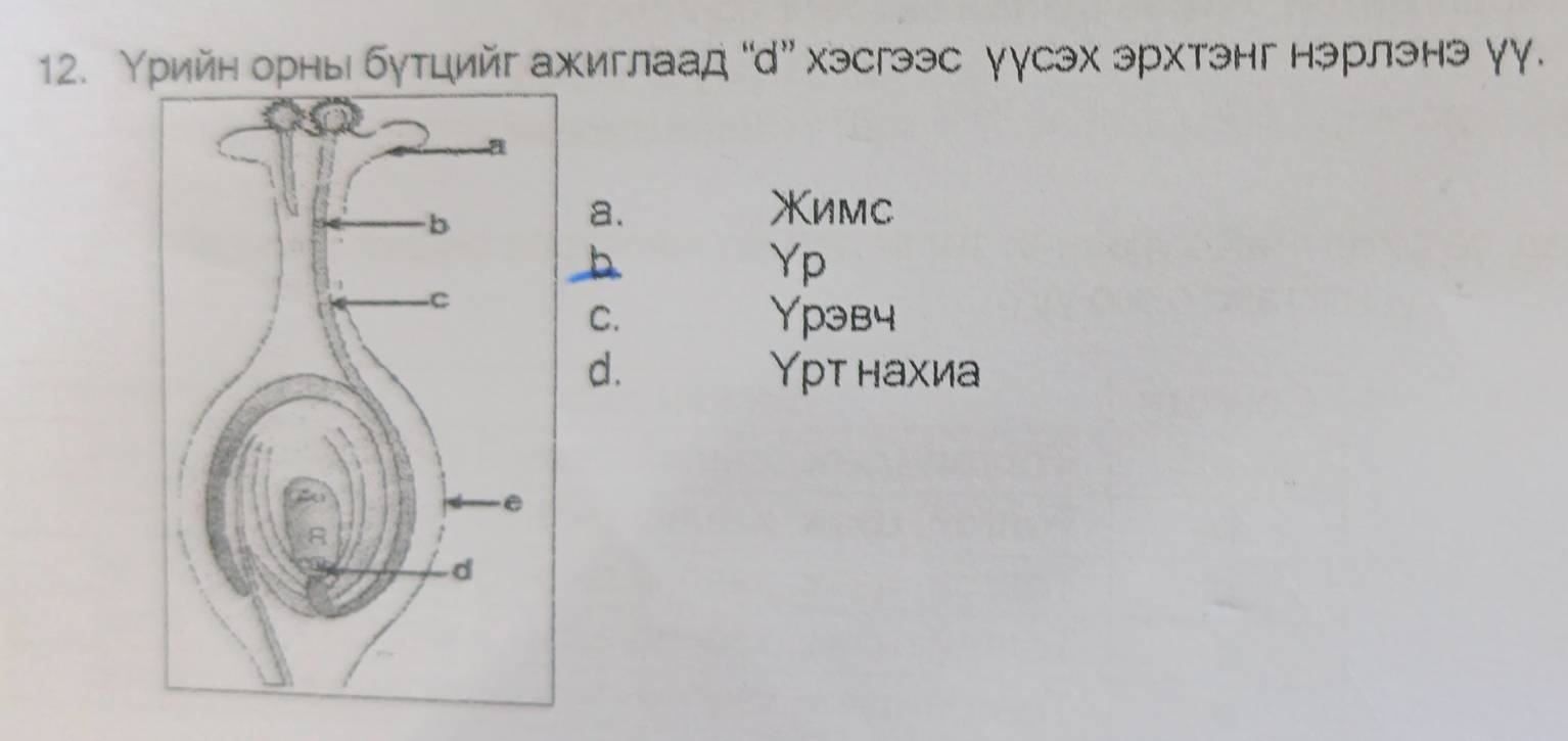 урийн орны бутцийг ахиглаад “d”хэсгээс уусэх эрхтэнг нэрлэнэ γγ.
a. Xимc
b
Yp
C. Ypэв4
d. рт нахиа