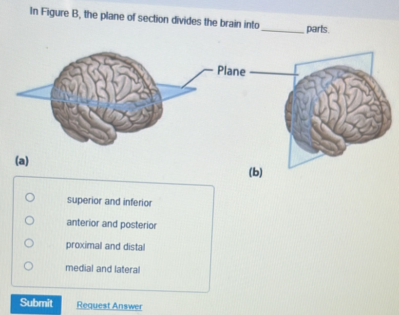 In Figure B, the plane of section divides the brain into_ parts.
superior and inferior
anterior and posterior
proximal and distal
medial and lateral
Submit Request Answer