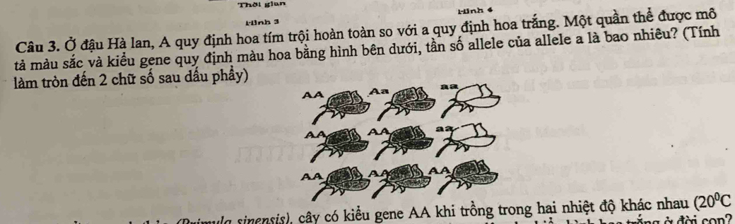 Thời gian 
nh 3 Hinh 
Câu 3. Ở đậu Hà lan, A quy định hoa tím trội hoàn toàn so với a quy định hoa trắng. Một quần thể được mô 
tả màu sắc và kiểu gene quy định màu hoa bằng hình bên dưới, tần số allele của allele a là bao nhiêu? (Tính 
làm tròn đến 2 chữ số sau dầu phầy) 
mulq sinensis), cây có kiểu gene AA khi trồng trong hai nhiệt độ khác nhau (20^0C