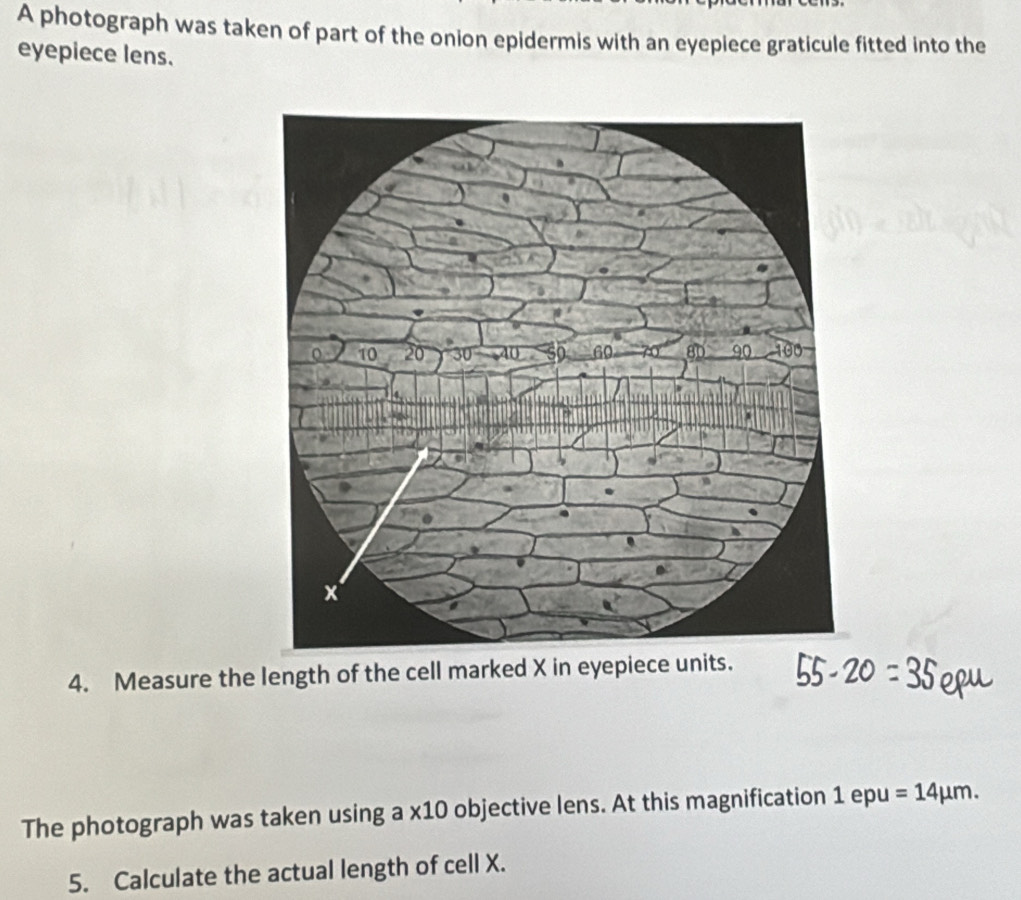 A photograph was taken of part of the onion epidermis with an eyepiece graticule fitted into the
eyepiece lens.
4. Measure the length of the cell marked X in eyepiece units.
The photograph was taken using a x10 objective lens. At this magnification 1epu: =14mu m.
5. Calculate the actual length of cell X.