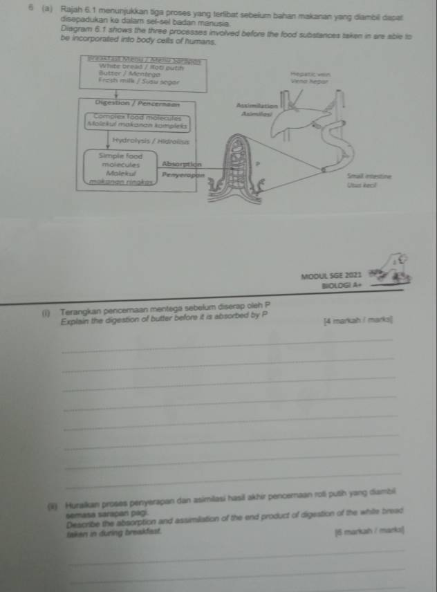 6 (a) Rajah 6.1 menunjukkan tiga proses yang terlibat sebelum bahan makanan yang diambil dapat 
disepadukan ke dalam sel-sel badan manusia. 
Diagram 6.1 shows the three processes involved before the food substances taken in are able to 
be incorporated into body cells of humans. 
Beaktast Menu / Menl Sorlp 
White bread / Hot putih 
Butter / Mentega 
Fresh milk / Suaw segar 
Oigestion / Pencermaan 
Complex food molecutes 
Molekul makanan kampleka 
Hydrolysis / Hidrolisis 
Simple food Abscrpti 
molecules 
Malekul Penverop 
makanan rinŋkas 
MODUL SGE 2021 
BIOLOGI A+ 
(i) Terangkan pencemaan mentega sebelum diserap oleh P 
Explain the digestion of butter before it is absorbed by P [4 markah / marks] 
_ 
_ 
_ 
_ 
_ 
_ 
_ 
_ 
(i) Huraikan proses penyerapan dan asimilasi hasil akhir pencernaan roli puth yang diambil 
semasa sarapan pagi. 
Describe the absorption and assimiliation of the end product of digestion of the while bread 
taken in during breakfest. 
[6 markah / marksl] 
_ 
_ 
_