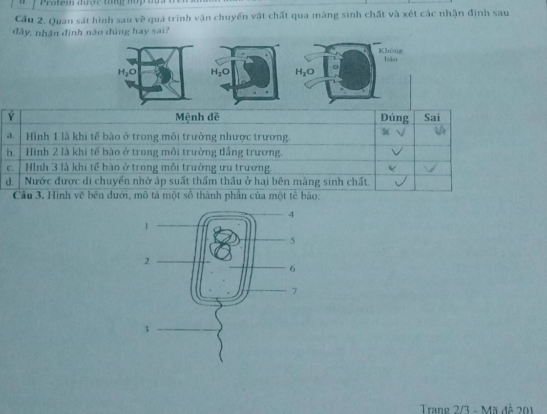 Protem được tổng nợp đự a  t
Cầu 2. Quan sát hình sau về quá trình vận chuyến vật chất qua màng sinh chất và xét các nhận định sau
đây, nhân định nào đúng hay sai?
H_2O
Ý Mệnh đề Đúng Sai
a. | Hình 1 là khi tế bào ở trong môi trường nhược trương.
b  Hình 2 là khi tế bào ở trong môi trường đẳng trương.
c.  Hình 3 là khi tế bào ở trong môi trường ưu trương.
d.  Nước được di chuyển nhờ áp suất thấm thấu ở hai bên màng sinh chất
Cầu 3. Hình vẽ bên dưới, mô tả một số thành phần của một tế bảo:
Trang 2/3 - Mã đề 201