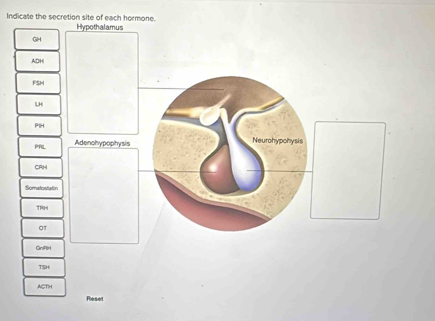 Indicate the secretion site of each hormone.
Hypothalamus
GH
ADH
FSH
LH
PIH
PRL Adenohypophysis
Neurohypohysis
CRH
Somatostatin
TRH
OT
GnRH
TSH
ACTH
Reset
