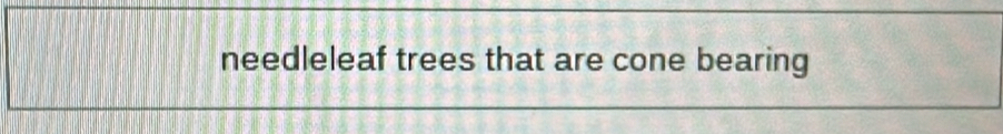 needleleaf trees that are cone bearing