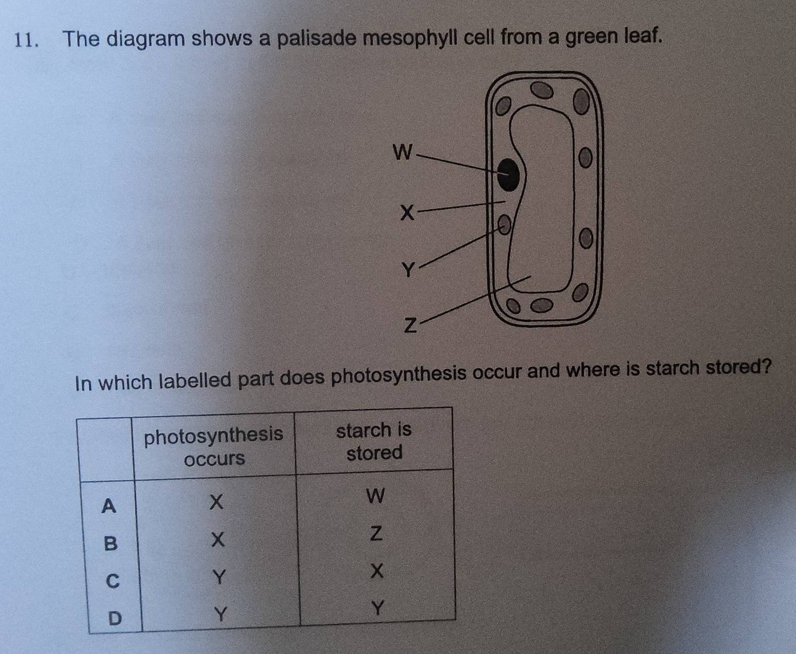 The diagram shows a palisade mesophyll cell from a green leaf. 
In which labelled part does photosynthesis occur and where is starch stored?