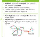 Enzymes 
Enwvrses are biological catalvens, they soned up the dasstion of netdents 
Each enzyme is specic to-sach nutrient The was the ennere anst nutrent bind with each 
other is csiled a look and key mode 
_ 
Carbohsdroses bröük carbohsdneters down ité 
Proteases bruk proteina down into-amino-adda: 
Mowwe brssks Soède fotó down into farty ackts and 
glycancil 
a b i HeCule4