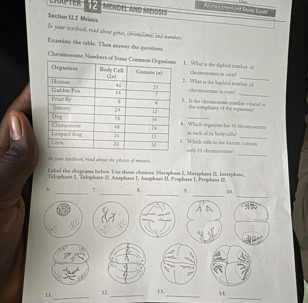 Class 
CHAPTER 12 MENDEL AND MEIOSIS 
Reinforcement and Study Guide 
Section 12.2 Meiosis 
In your textbook, read about genes, chromosomes and numbers. 
Examine the table, Then answer the questions. 
Chromosome Numbers of So 1. What is the diploid number of 
chromosomes in corn? 
2. What is the haploid number of 
_ 
chromosomes in corn? 
3. Is the chromosome number related to 
the complexity of the organism? 
_ 
4. Which organism has 46 chromosomes 
in each of its body cells? 
5. Which cells in the human contain 
_ 
only 23 chromosomes? 
In your textbook, read about the phases of meiosis. 
Label the diagrams below. Use these choices: Metaphase I, Metaphase II, Interphase, 
Telophase I, Telophase II, Anaphase I, Anaphase II, Prophase I, Prophase II. 
_ 
_ 
6. 
_ 
7. 
_ 
9. 
_8. 10, 
9 
_ 
_ 
11. 12._ 13._ 
14.