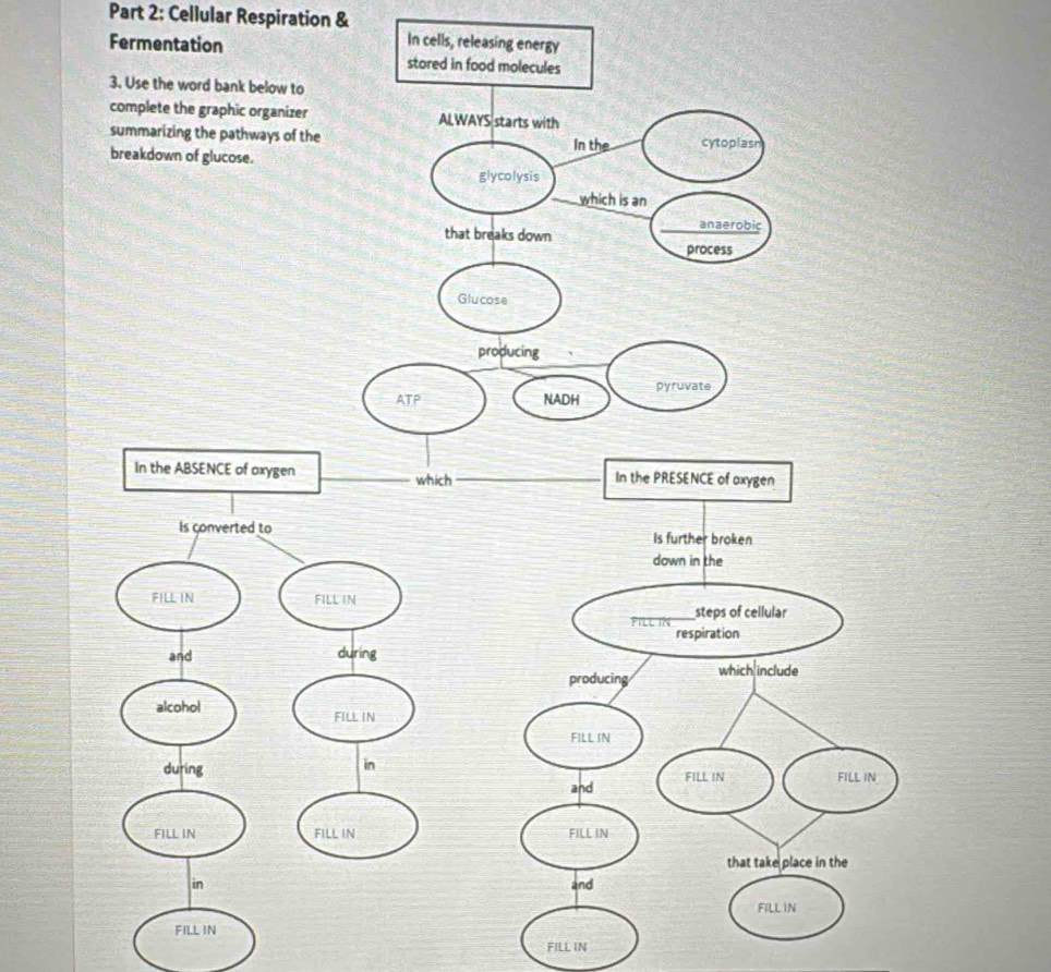 Cellular Respiration & 
In cells, releasing energy 
Fermentation 
FILL IN 
FILL IN