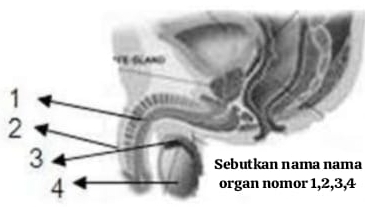 1
2
3 
Sebutkan nama nama 
4 
organ nomor 1, 2, 3, 4