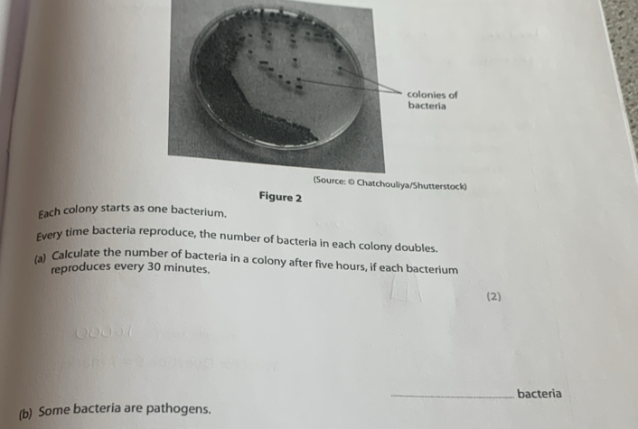 Figure 2 
Each colony starts as one bacterium. 
Every time bacteria reproduce, the number of bacteria in each colony doubles. 
(a) Calculate the number of bacteria in a colony after five hours, if each bacterium 
reproduces every 30 minutes. 
(2) 
_bacteria 
(b) Some bacteria are pathogens.