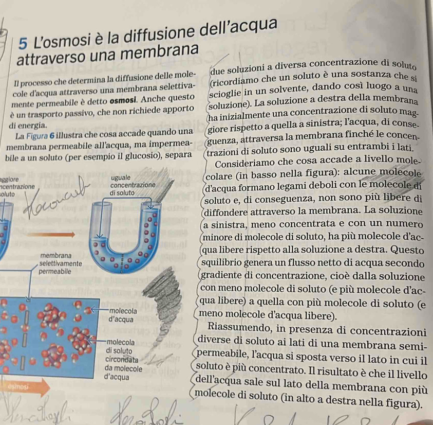 L'osmosi è la diffusione dell'acqua
attraverso una membrana
Il processo che determina la diffusione delle mole- due soluzioni a diversa concentrazione di soluto
cole d'acqua attraverso una membrana selettiva- (ricordiamo che un soluto è una sostanza che si
mente permeabile è detto osmosi. Anche questo scioglie in un solvente, dando cosí luogo a una
è un trasporto passivo, che non richiede apporto soluzione). La soluzione a destra della membrana
di energia. ha inizialmente una concentrazione di soluto mag
La Figura 6 illustra che cosa accade quando una giore rispetto a quella a sinistra; l’acqua, di conse-
membrana permeabile all’acqua, ma impermea- guenza, attraversa la membrana finché le concen
bile a un soluto (per esempio il glucosio), separa trazioni di soluto sono uguali su entrambi i lati.
Consideriamo che cosa accade a livello mole
aggiorecolare (in basso nella figura): alcune molecole
Incentrazione
olutod'acqua formano legami deboli con le molecole dí
soluto e, di conseguenza, non sono più libere di
diffondere attraverso la membrana. La soluzione
a sinistra, meno concentrata e con un numero
minore di molecole di soluto, ha più molecole d'ac-
qua libere rispetto alla soluzione a destra. Questo
squilibrio genera un flusso netto di acqua secondo
gradiente di concentrazione, cioè dalla soluzione
con meno molecole di soluto (e più molecole d’ac-
qua libere) a quella con più molecole di soluto (e
meno molecole d’acqua libere).
Riassumendo, in presenza di concentrazioni
iverse di soluto ai lati di una membrana semi-
ermeabile, l’acqua si sposta verso il lato in cui il
oluto è più concentrato. Il risultato è che il livello
ell’acqua sale sul lato della membrana con più
osmolecole di soluto (in alto a destra nella figura).