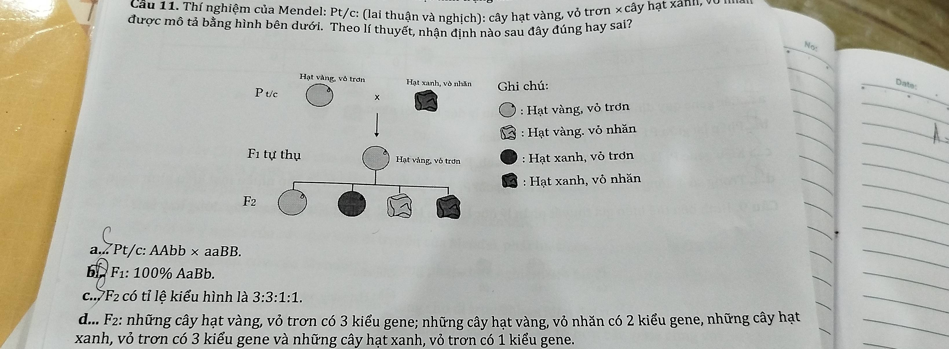 Thí nghiệm của Mendel: Pt/c: (lai thuận và nghịch): cây hạt vàng, vỏ trơn × cây hạt xann, vớ
được mô tả bằng hình bên dưới. Theo lí thuyết, nhận định nào sau đây đúng hay sai?
No:
Ghi chú:
Date:
: Hạt vàng, vỏ trơn
: Hạt vàng. vỏ nhăn
: Hạt xanh, vỏ trơn
: Hạt xanh, vỏ nhăn
a,. Pt /c : AAbb* aaBB.
F_1 : 100% AaBb.
C. F_2 có tỉ lệ kiểu hình là 3:3:1:1.
d... F 2: những cây hạt vàng, vỏ trơn có 3 kiểu gene; những cây hạt vàng, vỏ nhăn có 2 kiểu gene, những cây hạt
xanh, vỏ trơn có 3 kiểu gene và những cây hạt xanh, vỏ trơn có 1 kiểu gene.