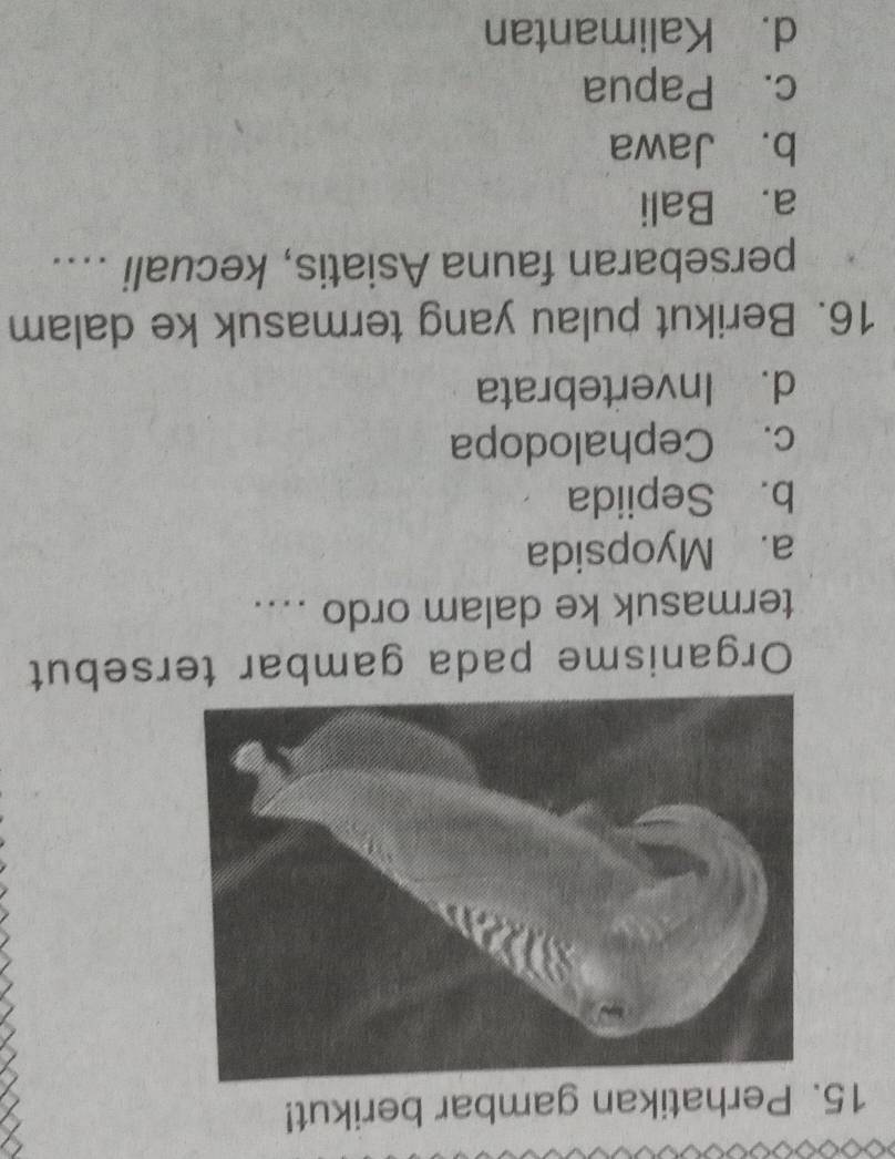 Perhatikan gambar berikut!
Organisme pada gambar tersebut
termasuk ke dalam ordo ....
a. Myopsida
b. Sepiida
c. Cephalodopa
d. Invertebrata
16. Berikut pulau yang termasuk ke dalam
persebaran fauna Asiatis, kecuali …...
a. Bali
b. Jawa
c. Papua
d. Kalimantan