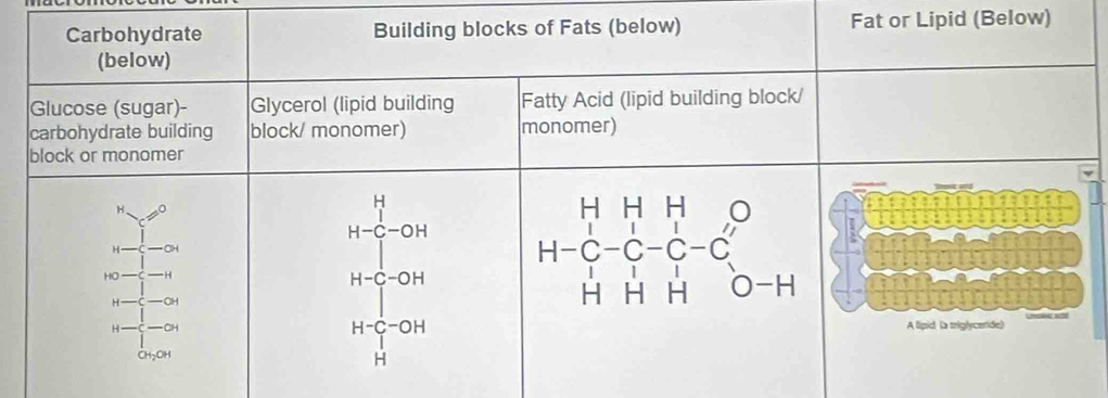 Fat or Lipid (Below)