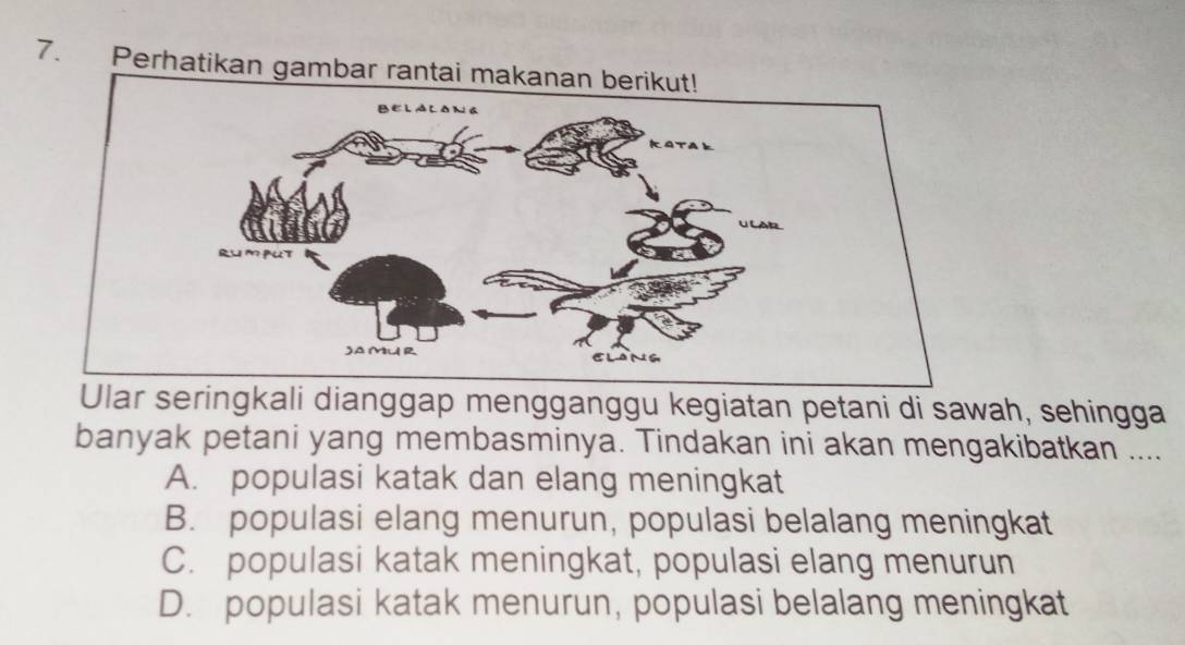 Perhatikan gamb
Ular seringkali dianggap mengganggu kegiatan petani di sawah, sehingga
banyak petani yang membasminya. Tindakan ini akan mengakibatkan ....
A. populasi katak dan elang meningkat
B. populasi elang menurun, populasi belalang meningkat
C. populasi katak meningkat, populasi elang menurun
D. populasi katak menurun, populasi belalang meningkat