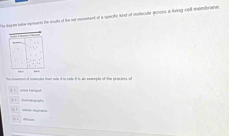 The diagram below represents the results of the net movement of a specific kind of molecule across a living cell membrane.
Disaction of Movement of Miclecufies
Mestrane
Sxãu Á Side B
The movement of molecules from side A to side B is an example of the process of
1 active transport
2 chromatography
3 cellular respiration
A diffusion