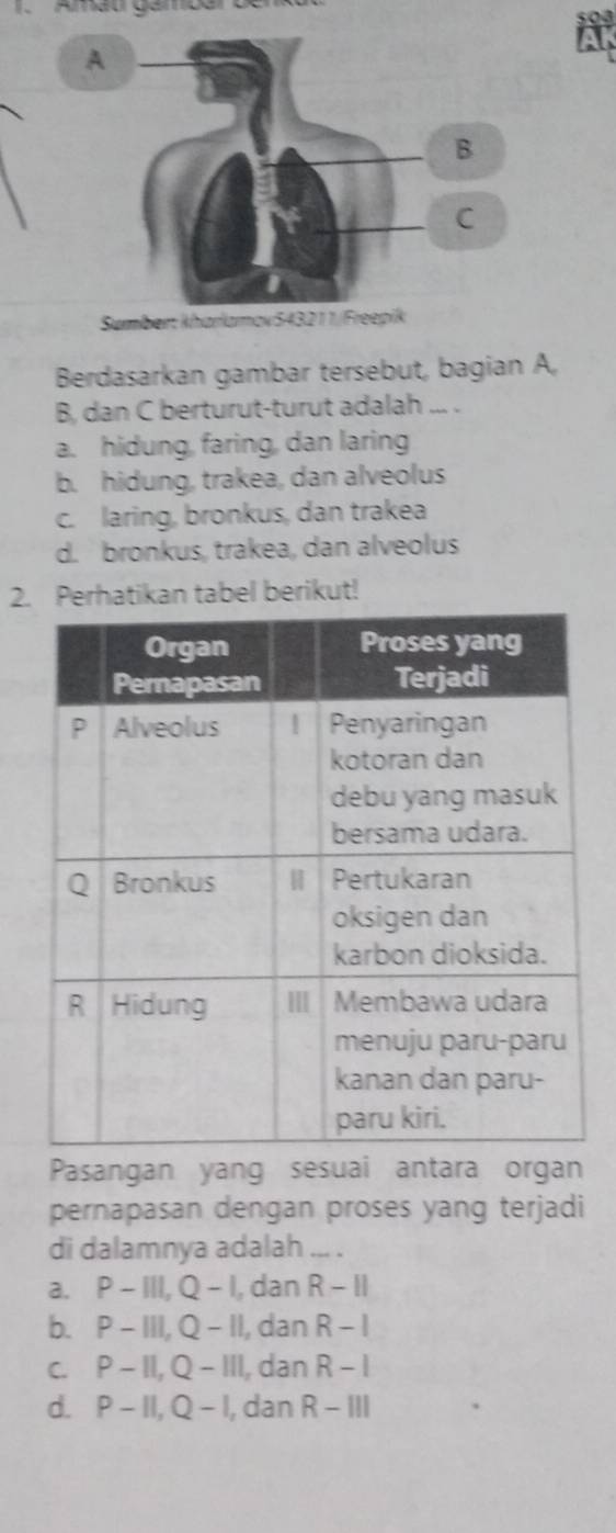 Amau gambar benk
Sumber: kharlamov543211/Freepik
Berdasarkan gambar tersebut, bagian A,
B, dan C berturut-turut adalah ... .
a. hidung, faring, dan laring
b. hidung, trakea, dan alveolus
c. laring, bronkus, dan trakea
d. bronkus, trakea, dan alveolus
2. Perhatikan tabel berikut!
Pasangan yang sesuai antara organ
pernapasan dengan proses yang terjadi
di dalamnya adalah ... .
a. P-111, Q-1 , dan R-11
b. P-III, Q-II l, dan R-I
C. P-11, Q-111 I, dan R-I
d. P-11, Q-1 I, dan R-III