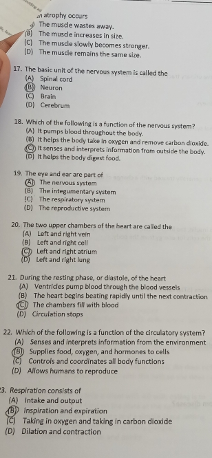 2 atrophy occurs
The muscle wastes away.
: Fr B) The muscle increases in size.
(C) The muscle slowly becomes stronger.
(D) The muscle remains the same size.
17. The basic unit of the nervous system is called the
(A) Spinal cord
B Neuron
(C) Brain
(D) Cerebrum
18. Which of the following is a function of the nervous system?
(A) It pumps blood throughout the body.
(B) It helps the body take in oxygen and remove carbon dioxide.
(C)) It senses and interprets information from outside the body.
(D) It helps the body digest food.
19. The eye and ear are part of
(A)) The nervous system
(B) The integumentary system
(C) The respiratory system
(D) The reproductive system
20. The two upper chambers of the heart are called the
(A) Left and right vein
(B) Left and right cell
(C) Left and right atrium
(D) Left and right lung
21. During the resting phase, or diastole, of the heart
(A) Ventricles pump blood through the blood vessels
(B) The heart begins beating rapidly until the next contraction
C The chambers fill with blood
(D) Circulation stops
22. Which of the following is a function of the circulatory system?
(A) Senses and interprets information from the environment
(B] Supplies food, oxygen, and hormones to cells
(C) Controls and coordinates all body functions
(D) Allows humans to reproduce
3. Respiration consists of
(A) Intake and output
inspiration and expiration
(C) Taking in oxygen and taking in carbon dioxide
(D) Dilation and contraction