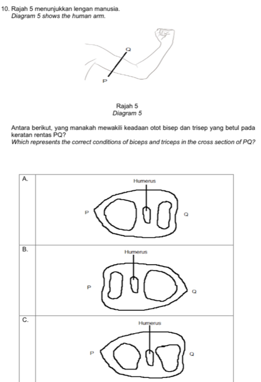 Rajah 5 menunjukkan lengan manusia.
Diagram 5 shows the human arm.
Q
P
Rajah 5
Diagram 5
Antara berikut, yang manakah mewakili keadaan otot bisep dan trisep yang betul pada
keratan rentas PQ?
Which represents the correct conditions of biceps and triceps in the cross section of PQ?
A.
Humerus
P
Q
B.
Humerus
P
Q
C.
Humerus
P
Q