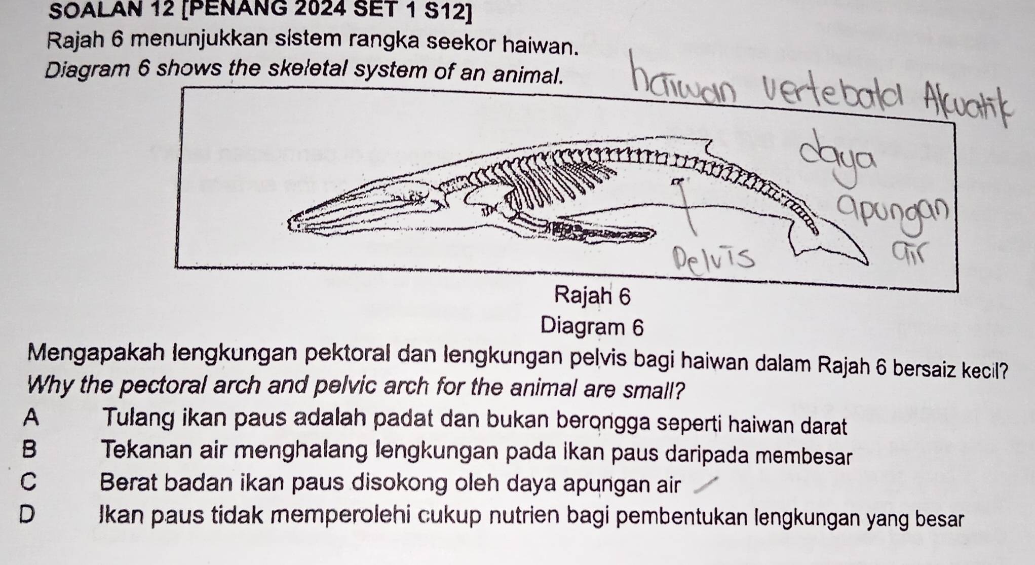 SOALAN 12 [PEÑANG 2024 SET 1 S12]
Rajah 6 menunjukkan sistem rangka seekor haiwan.
Diagram 6 shows the skeletal system of an animal.
Rajah 6
Diagram 6
Mengapakah lengkungan pektoral dan lengkungan pelvis bagi haiwan dalam Rajah 6 bersaiz kecil?
Why the pectoral arch and pelvic arch for the animal are small?
A Tulang ikan paus adalah padat dan bukan berongga seperti haiwan darat
B Tekanan air menghalang lengkungan pada ikan paus daripada membesar
C Berat badan ikan paus disokong oleh daya apungan air
D Ikan paus tidak memperolehi cukup nutrien bagi pembentukan lengkungan yang besar