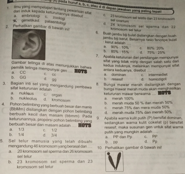 pada huruf a, b, c, atau d di depan jawaban yang paling tepat!
Ilmu yang mempelajari tentang pewarisan sifat c. 23 kromosom sel testis dan 23 kromosom
dari induk kepada keturunannya disebut .... sel ovarium
a. embriologi c. zoologi
genetikad. palaentologi d. 24 kromosom sel sperma dan 22
2. Perhatikan gambar di bawah ini! kromosom sel telur
6. Buah jambu biji bulat disilangkan dengan buah
jambu biji kerut. Besarnya rasio fenotipe bulat
: kerut adalah ....
a, 90% :10% C. . 80% :20%
b. 85% :15% d. 75% :25%
7. Apabila keturunan dari persilangan mempunyai
sifat yang tidak mirip dengan salah satu dari
Gambar telinga di atas menunjukkan bahwa
kedua induknya, melainkan mempunyai sifat
pemilik telinga mempunyai gen .... HOTS antara keduanya, disebut_
a. CC a. dominan c. intermediet
C. CC
b. GG b. resesif d. homozigot
dà gg
8. Bunga mawar merah disilangkan dengan
3. Bagian inti sel yang mengandung pembawa
sifat keturunan adalah ...
bunga mawar merah muda akan menghasilkan
a. nukleus c. organ keturunan mawar berwarna HOTS
b. nukleolus d. kromosom
a. merah 100%
4. Pohon belimbing yang berbuah besar dan manis b. merah muda 50 % dan merah 50%
c. merah 75% dan mera muda 50%
(BbMm) disilangkan dengan pohon belimbing
berbuah kecil dan masam (bbmm). Pada d. merah muda 75% dan merah 50%
keturunannya, proporsi pohon belimbing yang 9. Apabila warna kulit putih (P) bersifat dominan,
berbuah besar dan masam adalah .... HOTS sedangkan warna kulit cokelat (p) bersifat
a. 1/3 c. 1/2 resesif, maka susunan gen untuk sifat warna
b. 1/4 d. 3/4 putih yang mungkin adalah ...
a. PP dan Pp c. PP
5. Sel telur manusia yang telah dibuahi b. pp d. Pp
mengandung 46 kromosom yang berasal dari . . . . 10. Perhatikan gambar di bawah ini!
a. 20 kromosom sel sperma dan 26 kromosom
sel telur
b. 23 kromosom sel sperma dan 23
kromosom sel telur