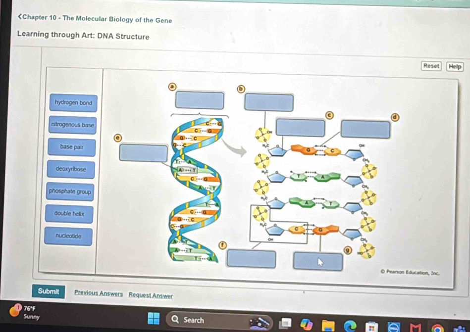 hydrogen bond
nitrogenous bas
base pair
deoxyribose
phosphate group
double helix
nucleotide
Submit Previous Answers Request Answer
76°F Search
Sunny