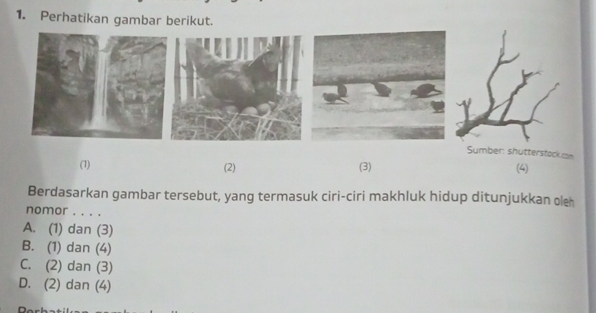 Perhatikan gambar berikut.
Sumber: shutterstock.com
(1) (2) (3) (4)
Berdasarkan gambar tersebut, yang termasuk ciri-ciri makhluk hidup ditunjukkan oleh
nomor . . . .
A. (1) dan (3)
B. (1) dan (4)
C. (2) dan (3)
D. (2) dan (4)