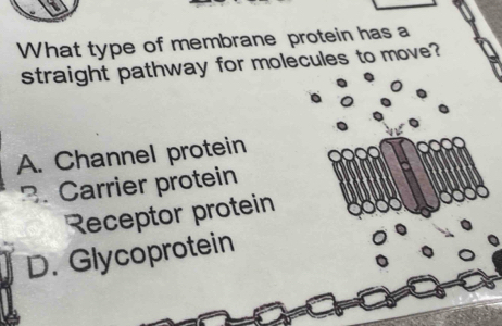 What type of membrane protein has a
straight pathway for molecules to move?
A. Channel protein
3. Carrier protein
Receptor protein
D. Glycoprotein