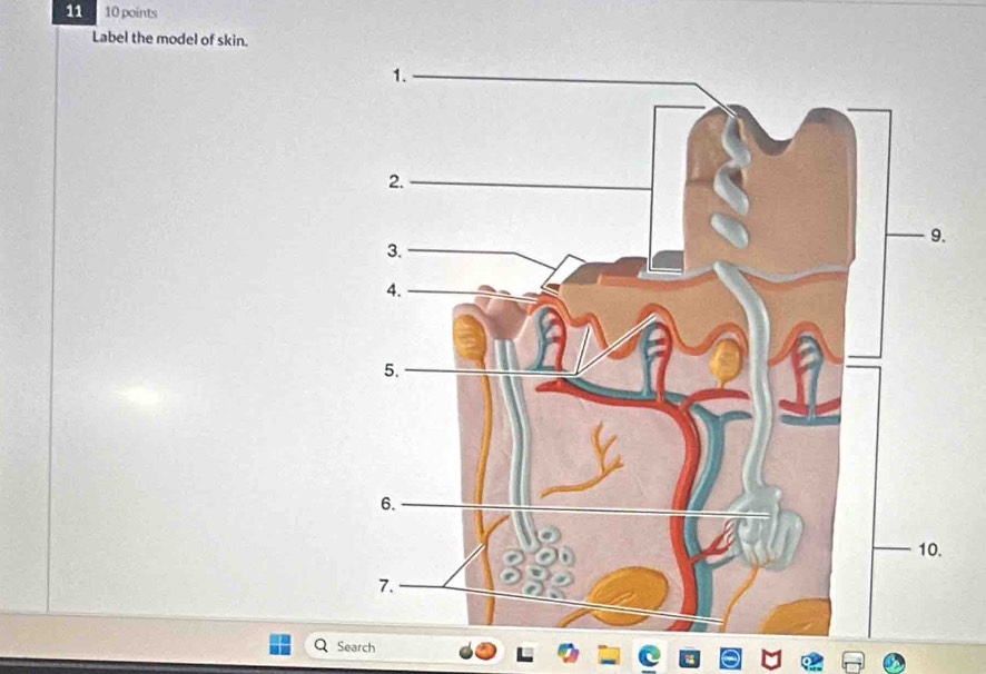 11 10 points 
Label the model of skin. 
Search