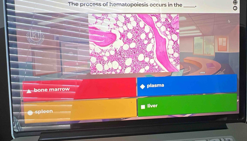 The process of hematopoiesis occurs in the _.
bone marrow plasma
liver
spleen