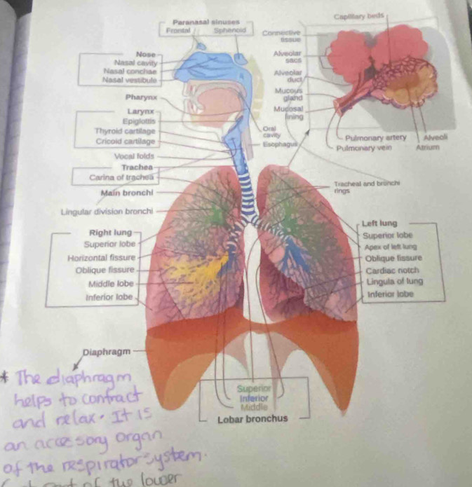 Paranasal sinuses Capililary beds 
i