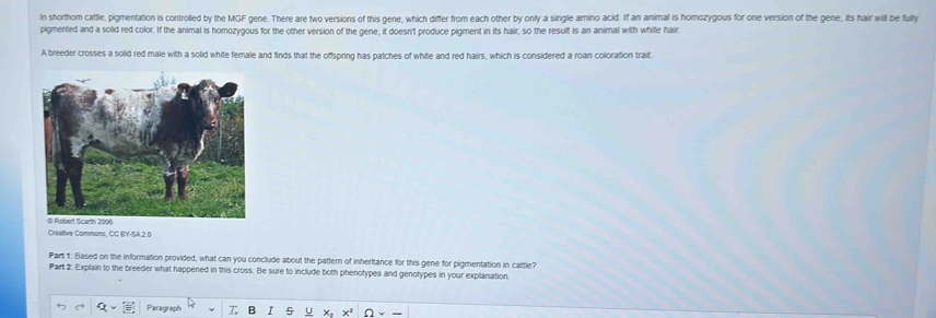 In shorthom cattle, pigmentation is controlled by the MGF gene. There are two versions of this gene, which differ from each other by only a single amino acid. If an animal is homozygous for one version of the gene, its hair will be fully 
pigmented and a solid red color. If the animal is homozygous for the other version of the gene, it doesn't produce pigment in its hair, so the result is an animal with white hair. 
A breeder crosses a solid red male with a solid white female and finds that the offspring has patches of white and red hairs, which is considered a roan coloration trait. 
Creative Commons, CC BY-SA.2.0 
Part 1: Based on the information provided, what can you conclude about the pattern of inheritance for this gene for pigmentation in cattle? 
Part 2: Explain to the breeder what happened in this cross. Be sure to include both phenotypes and genotypes in your explanation. 
Paragraph T