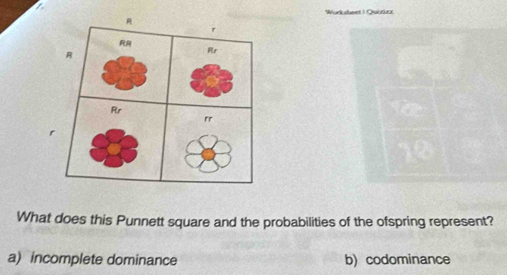 Work sheet I Quizizz
r
What does this Punnett square and the probabilities of the ofspring represent?
a) incomplete dominance b) codominance