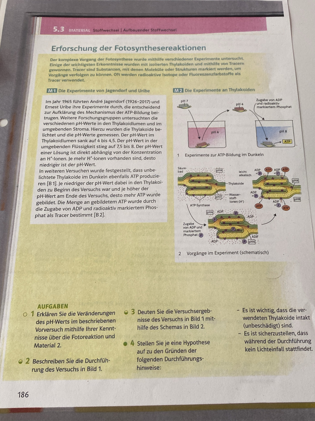 5.3 MATERIAL Stoffwechsel | Aufbauender Stoffwechsel
Erforschung der Fotosynthesereaktionen
Der komplexe Vorgang der Fotosynthese wurde mithilfe verschiedener Experimente untersucht.
Einige der wichtigsten Erkenntnisse wurden mit isolierten Thylakoiden und mithilfe von Tracern
gewonnen. Tracer sind Substanzen, mit denen Moleküle oder Strukturen markiert werden, um
Vorgänge verfolgen zu können. Oft werden radioaktive Isotope oder Fluoreszenzfarbstoffe als
Tracer verwendet.
Die Experimente von Jagendorf und Uribe M2 Die Experimente an Thylakoiden
Im Jahr 1965 führten André Jagendorf (1926-2017) und 
Ernest Uribe ihre Experimente durch, die entscheidend
zur Aufklärung des Mechanismus der ATP-Bildung bei-
trugen. Weitere Forschungsgruppen untersuchten die
verschiedenen pH-Werte in den Thylakoidlumen und im
umgebenden Stroma. Hierzu wurden die Thylakoide be-
lichtet und die pH-Werte gemessen. Der pH-Wert im
Thylakoidlumen sank auf 4 bis 4,5. Der pH-Wert in der
umgebenden Flüssigkeit stieg auf 7,5 bis 8. Der pH-Wert
einer Lösung ist direkt abhängig von der Konzentration 1 Experimente zur ATP-Bildung im Dunkeln
an H*-lonen. Je mehr H*-lonen vorhanden sind, desto
niedriger ist der pH-Wert.
In weiteren Versuchen wurde festgestellt, dass unbe- 
lichtete Thylakoide im Dunkeln ebenfalls ATP produzie-
ren [B1]. Je niedriger der pH-Wert dabei in den Thylakoi-
den zu Beginn des Versuchs war und je höher der
pH-Wert am Ende des Versuchs, desto mehr ATP wurde
gebildet. Die Menge an gebildetem ATP wurde durch
die Zugabe von ADP und radioaktiv markiertem Phos-
phat als Tracer bestimmt [B 2].
2 Vorgänge im Experiment (schematisch)
AUFGABEN
1 Erklären Sie die Veränderungen 3 Deuten Sie die Versuchsergeb- - Es ist wichtig, dass die ver-
des pH-Werts im beschriebenen nisse des Versuchs in Bild 1 mit- wendeten Thylakoide intakt
Vorversuch mithilfe Ihrer Kennt- hilfe des Schemas in Bild 2. (unbeschädigt) sind.
nisse über die Fotoreaktion und - Es ist sicherzustellen, dass
Material 2. 4 Stellen Sie je eine Hypothese während der Durchführung
auf zu den Gründen der kein Lichteinfall stattfindet.
2 Beschreiben Sie die Durchfüh- folgenden Durchführungs-
rung des Versuchs in Bild 1. hinweise:
186