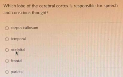 Which lobe of the cerebral cortex is responsible for speech
and conscious thought?
corpus callosum
temporal
occipital
frontal
parietal