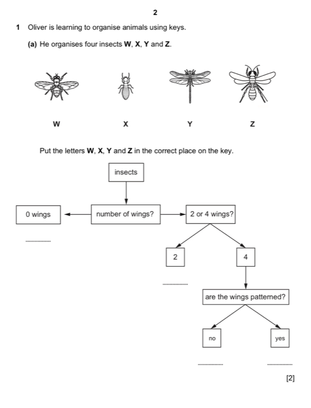 2 
1 Oliver is learning to organise animals using keys. 
(a) He organises four insects W, X, Y and Z.
W
Y
z
Put the letters W, X, Y and Z in the correct place on the key.