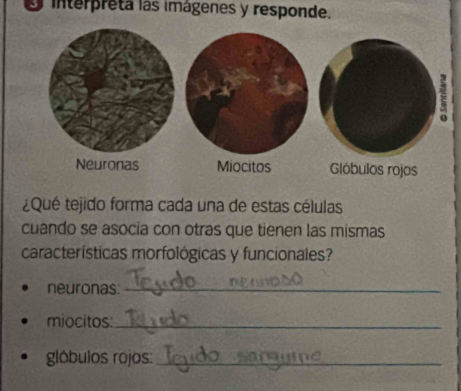 interpreta las imágenes y responde. 
Glóbulos rojos 
¿Qué tejido forma cada una de estas células 
cuando se asocia con otras que tiènen las mismas 
características morfológicas y funcionales? 
neuronas:_ 
miocitos:_ 
glóbulos rojos:_