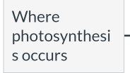 Where 
photosynthesi 
s occurs