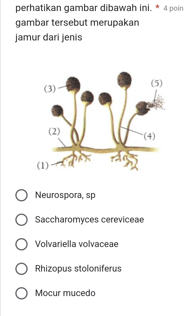 perhatikan gambar dibawah ini. * 4 poin
gambar tersebut merupakan
jamur dari jenis
Neurospora, sp
Saccharomyces cereviceae
Volvariella volvaceae
Rhizopus stoloniferus
Mocur mucedo