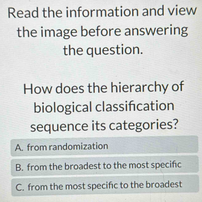 Read the information and view
the image before answering
the question.
How does the hierarchy of
biological classifcation
sequence its categories?
A. from randomization
B. from the broadest to the most specific
C. from the most specifc to the broadest